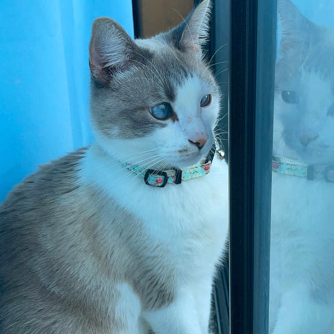 Simba is registered to the contest to win money with this photo: abyssinian, accessories, animal, bodypart, cat, collar, curtain, door, homedecor, kitten, leash, linen, manx, mouth, person, pet, siamese, strap, window, wood