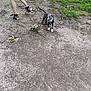Gunner is registered to the contest to win money with this photo: active, animal, canine, dirt_path, dog, grass, happy, leaf, leafy_ground, nature, outdoor, person, pet, playful, puppy, shorts, sneakers, stick, walking, young_dog