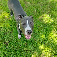 Gunner is registered to the contest to win money with this photo: animal, canine, collar, daylight, dog, ears, fur, grass, gray_dog, greenery, happy, looking_up, muzzle, nature, outdoor, paw, pet, playful, smiling, white_markings