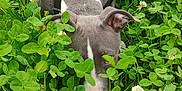 Gunner is registered to the contest to win money with this photo: animal, canine, close_up, clover, daylight, dog, flower, grass, gray_dog, greenery, harness, leaf, muzzle, nature, outdoor, pet, plant, sniffing, summer, white_flower