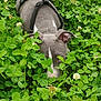 animal, canine, close_up, clover, daylight, dog, flower, grass, gray_dog, greenery, harness, leaf, muzzle, nature, outdoor, pet, plant, sniffing, summer, white_flower