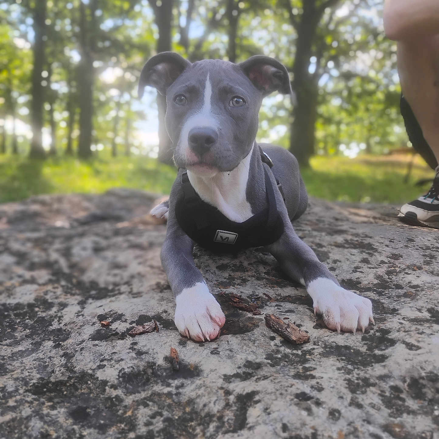 Gunner joined the competition — help win amazing prizes! animal, blurred_background, canine, curious, daylight, dog, forest, greenery, harness, lying_down, nature, outdoor, person, pet, puppy, rock, sneaker, sunlight, white_paws, young_dog