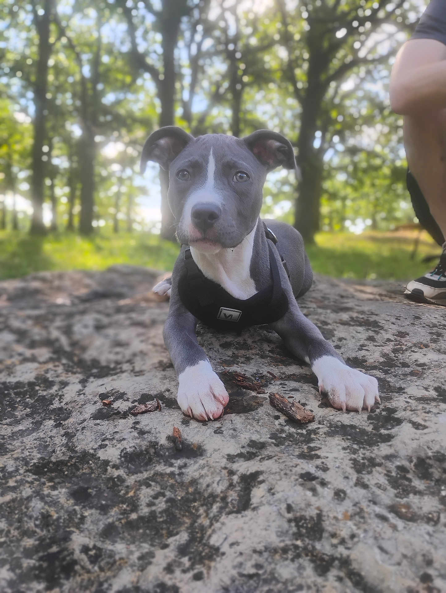 Gunner