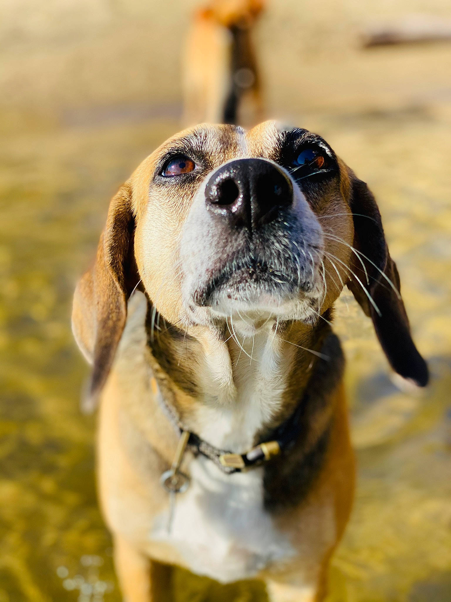 Faye joined the competition — help win amazing prizes! carnivore, collar, companion_dog, dog, dog_breed, dog_collar, fawn, fur, goggles, grass, guard_dog, leash, paw, pet_supply, plant, snout, sporting_group, sunglasses, whiskers, working_animal