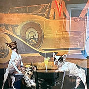 Luci is registered to the contest to win money with this photo: animal, beverage, black_and_white_dog, brown_dog, canine, chair, decor, dog, drink, indoor, mural, pet, playful, retro, seated, social, standing, table, vintage_car, wall_art