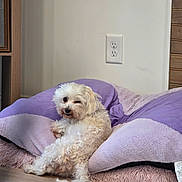 Snowbella is registered to the contest to win money with this photo: animal, cozy, cute, dog, domestic, electrical_outlet, fluffy, golden_toy, home, indoor, laying_down, pet_bed, pink, purple, relaxed, small_dog, toy, wall, white_dog, wooden_floor
