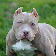 Honey is registered to the contest to win money with this photo: dog, pitbull, muscular, blue_eyes, cropped_ears, outdoor, green_grass, animal, pet, canine, portrait, closeup, nature, summer, alert, mammal, furry, companion, domestic_animal, cute