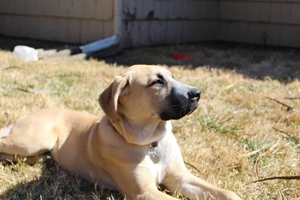 Bruiser is registered to the contest to win money with this photo: anatolian_shepherd_dog, black_mouth_cur, boerboel, bully_kutta, canidae, carnivore, dog, dog_breed, fawn, fila_brasileiro, guard_dog, kangal_dog, mammal, molosser, snout, sporting_group, vertebrate