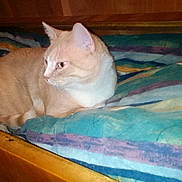 Fatcat Daddy Buddy is registered to the contest to win money with this photo: cat, orange_cat, striped_blanket, bed, wooden_bed_frame, pet, animal, feline, resting, indoor, cozy, fur, whiskers, ears, side_view, sleeping_area, domestic_animal, comfort, curious, quiet