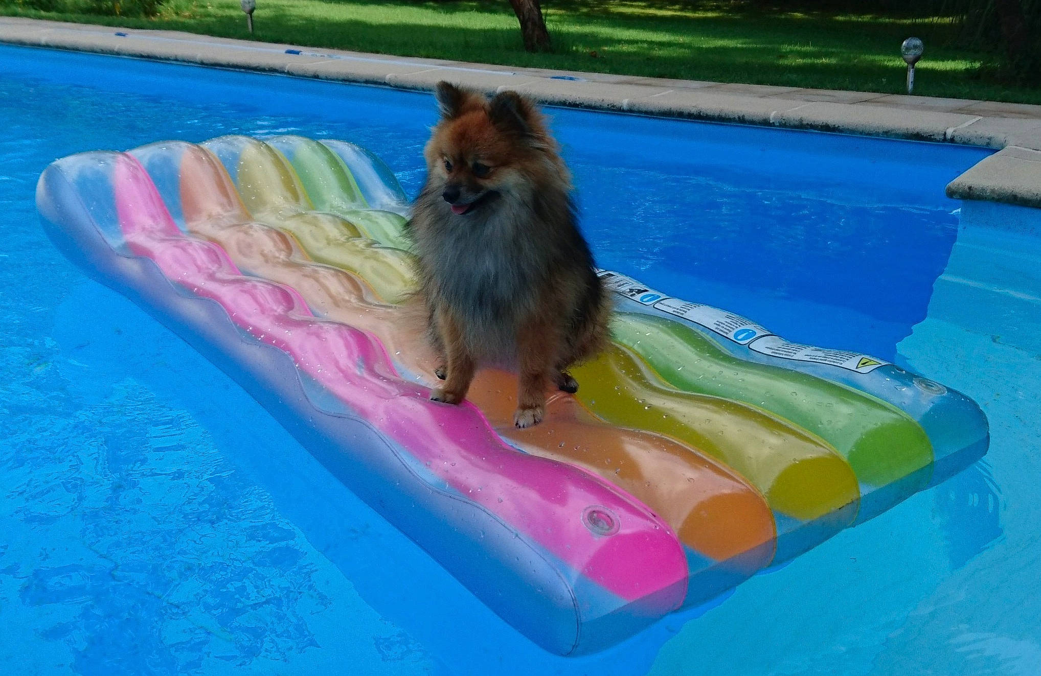 Nano a rejoint le concours — aidez-le/la à gagner de superbes lots ! canidae, carnivore, dog, dog_breed, games, inflatable, leisure, pomeranian, swimming_pool, yorkshire_terrier