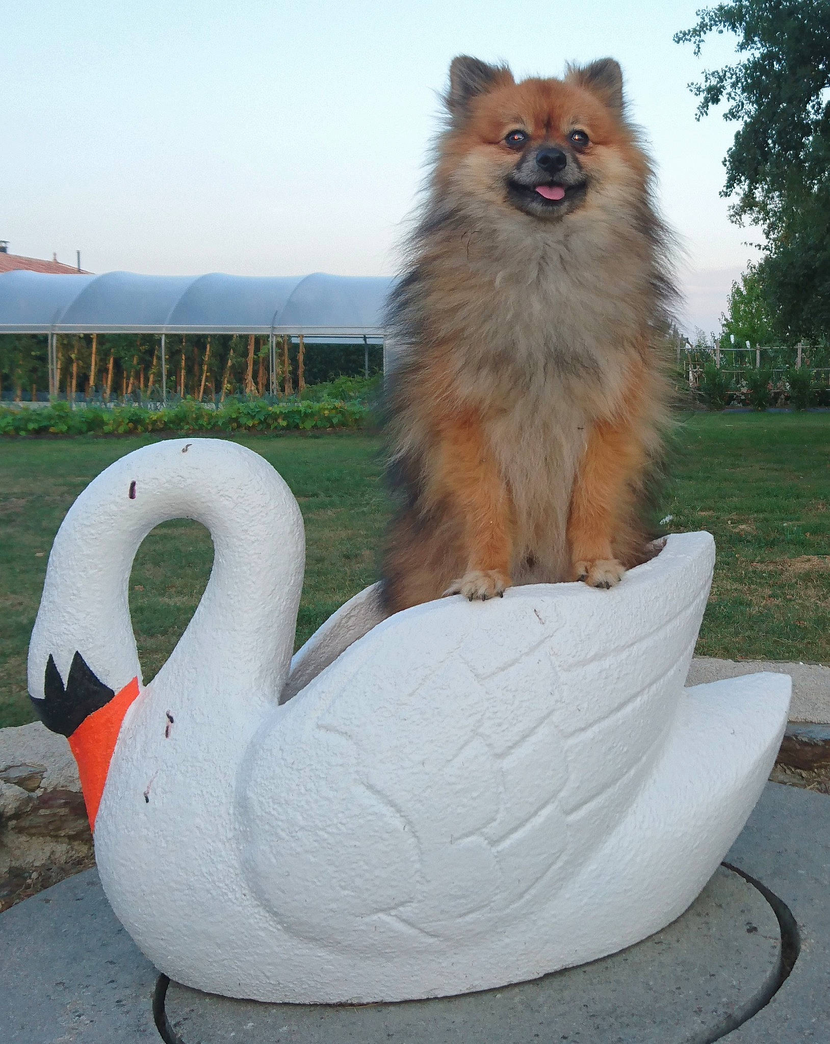 Nano a rejoint le concours — aidez-le/la à gagner de superbes lots ! canidae, carnivore, companion_dog, dog, dog_breed, fawn, german_spitz, german_spitz_klein, german_spitz_mittel, icelandic_sheepdog, pomeranian, spitz, tail, vertebrate