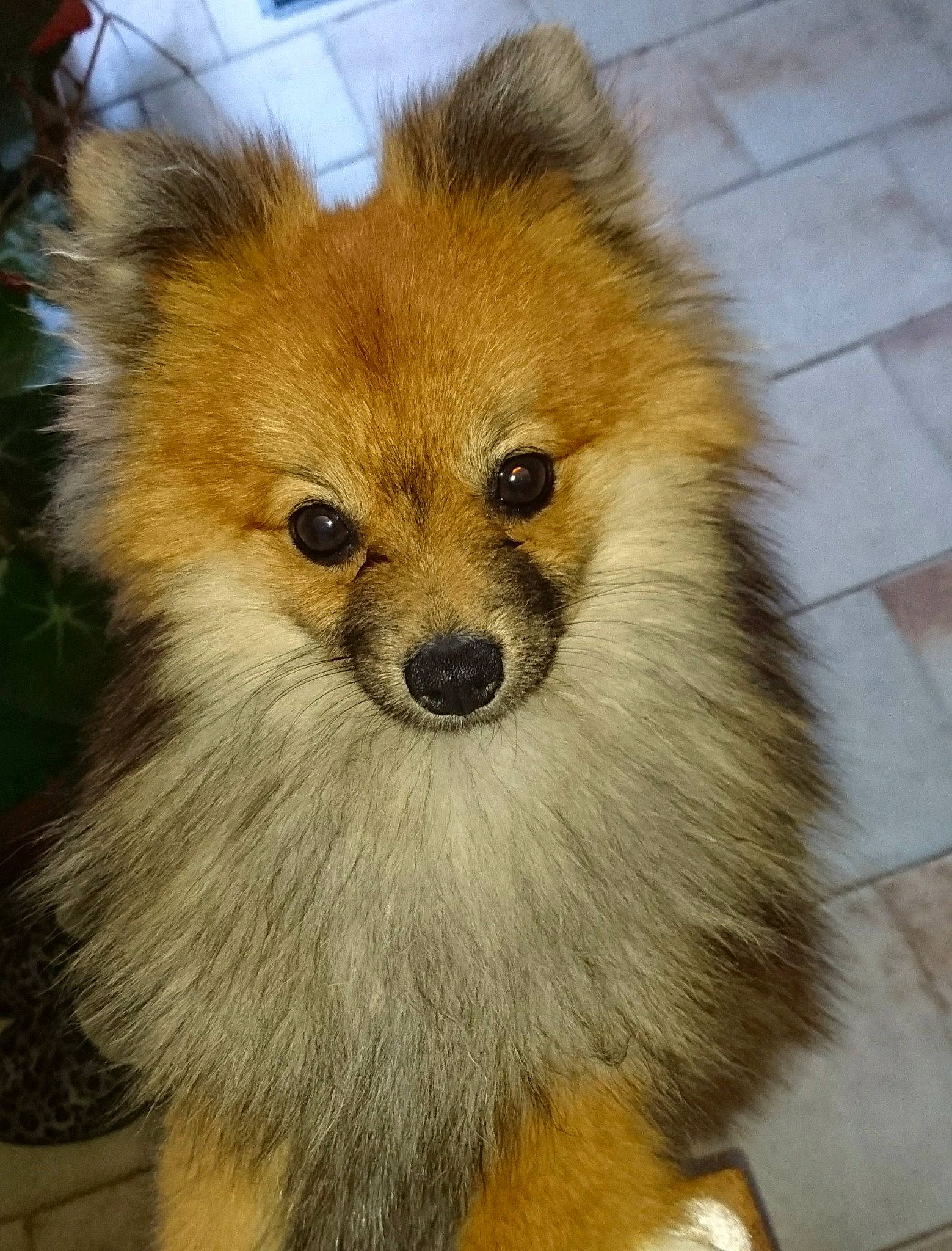 Nano a rejoint le concours — aidez-le/la à gagner de superbes lots ! ancient_dog_breeds, canidae, carnivore, companion_dog, dog, dog_breed, fur, german_spitz, german_spitz_klein, german_spitz_mittel, mammal, pomeranian, puppy, snout, spitz, tail, toy_dog, vertebrate, volpino_italiano, whiskers