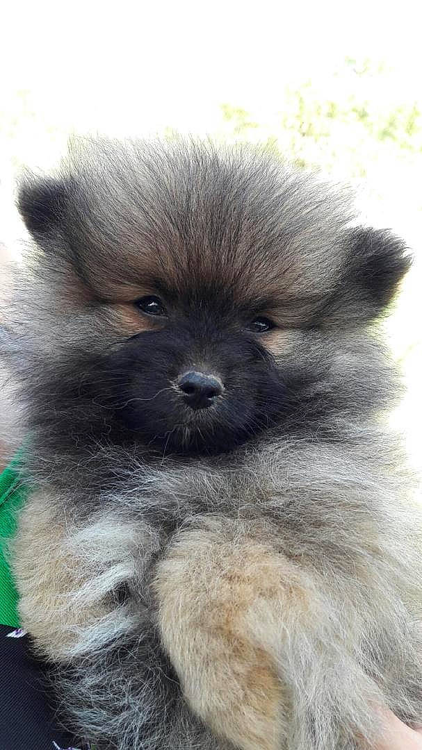 Nano participe au concours pour gagner de l'argent avec cette photo : ancient_dog_breeds, canidae, carnivore, companion_dog, dog, dog_breed, eurasier, fawn, german_spitz, german_spitz_klein, german_spitz_mittel, keeshond, mammal, non_sporting_group, pomeranian, puppy, rare_breed_dog, spitz, vertebrate