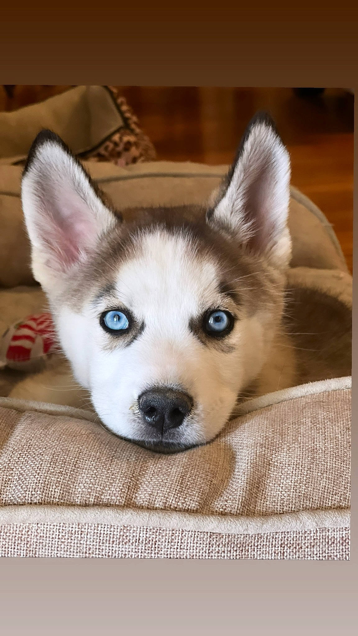 Ace joined the competition — help win amazing prizes! ancient_dog_breeds, canidae, carnivore, comfort, companion_dog, dog, dog_breed, fawn, fur, jaw, non_sporting_group, sled_dog, snout, sporting_group, terrestrial_animal, whiskers, working_animal, working_dog