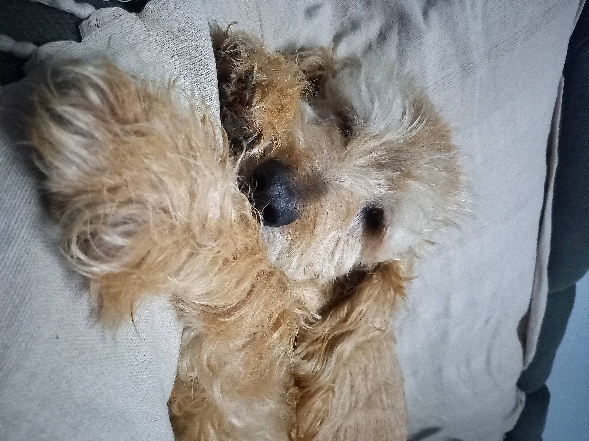 Gus a rejoint le concours — aidez-le/la à gagner de superbes lots ! canidae, carnivore, companion_dog, dog, dog_breed, dog_clothes, dog_supply, fawn, fur, maltepoo, non_sporting_group, pet_supply, small_terrier, snout, sporting_group, terrier, toy_dog, working_animal, yorkipoo, yorkshire_terrier