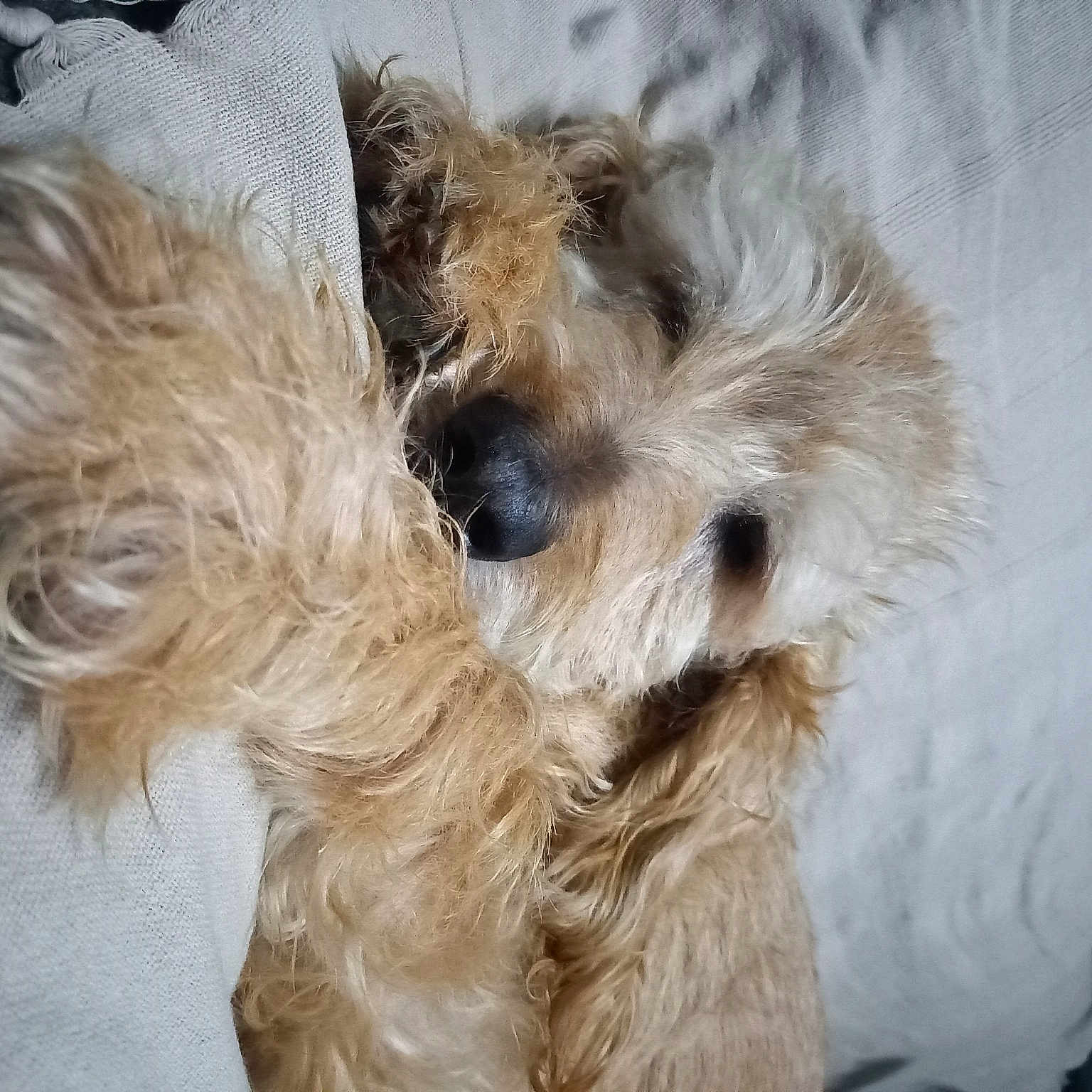 Gus