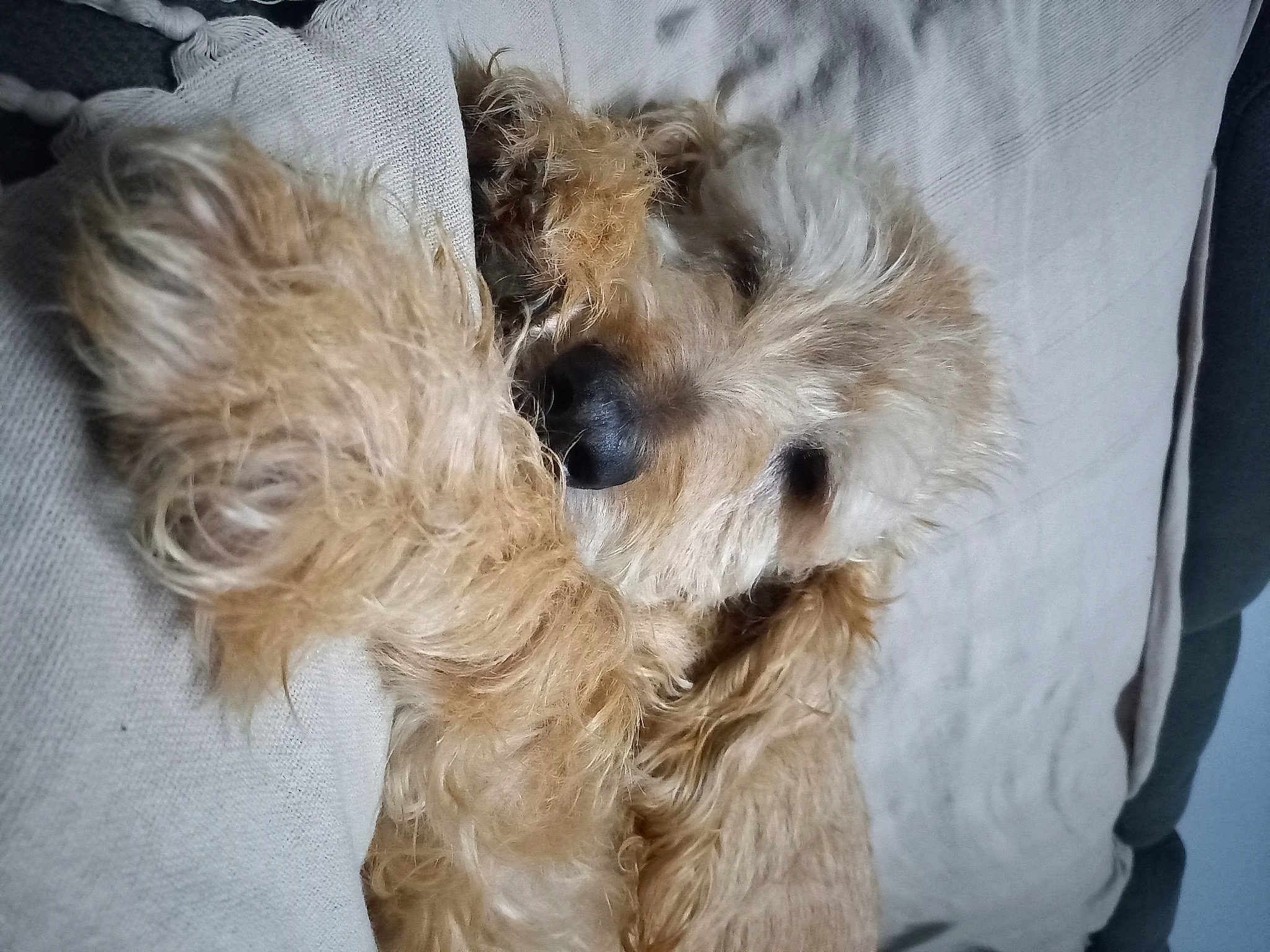Gus