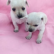 Munchkins joined the competition — help win amazing prizes! adorable, animal, blanket, companions, cute, cute_pets, dog, friendship, fur, indoor, mammal, pet, pink_background, playful, puppy, small, soft, two, white, young