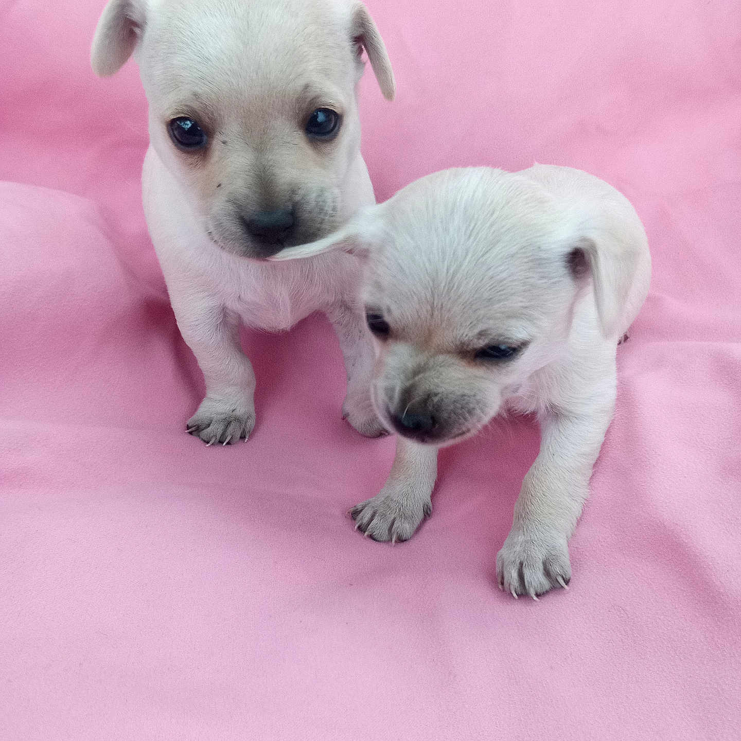 Munchkins