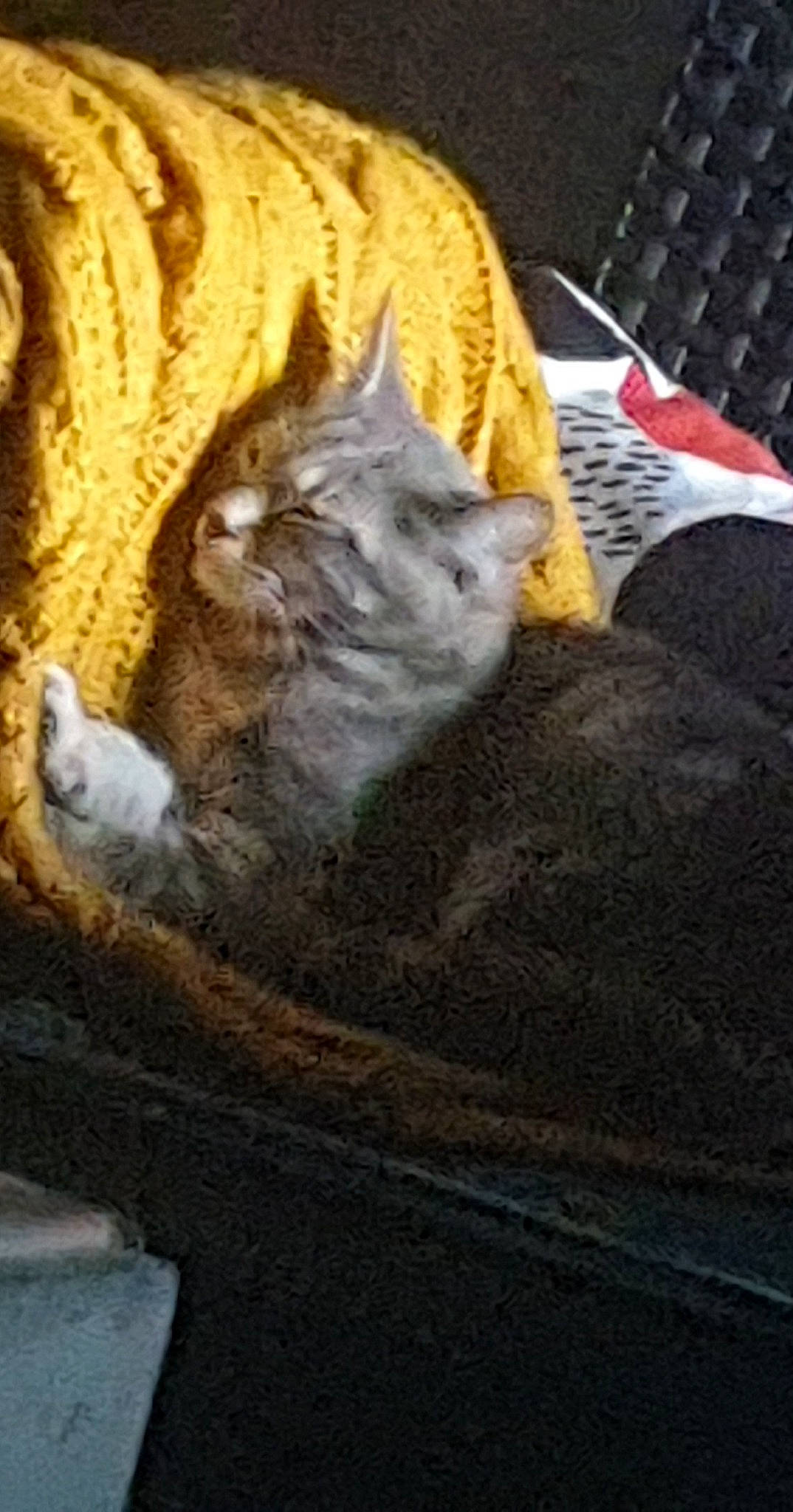 Jazz participe au concours pour gagner de l'argent avec cette photo : british_shorthair, california_spangled, carnivore, cat, chartreux, domestic_short_haired_cat, dragon_li, european_shorthair, felidae, german_rex, kitten, mammal, pixie_bob, small_to_medium_sized_cats, tabby_cat, whiskers