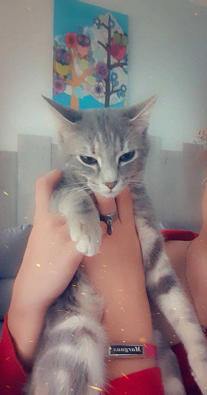 Jazz a rejoint le concours — aidez-le/la à gagner de superbes lots ! asian, burmilla, carnivore, cat, domestic_short_haired_cat, european_shorthair, fawn, felidae, kitten, maine_coon, ojos_azules, polydactyl_cat, small_to_medium_sized_cats, tail, whiskers