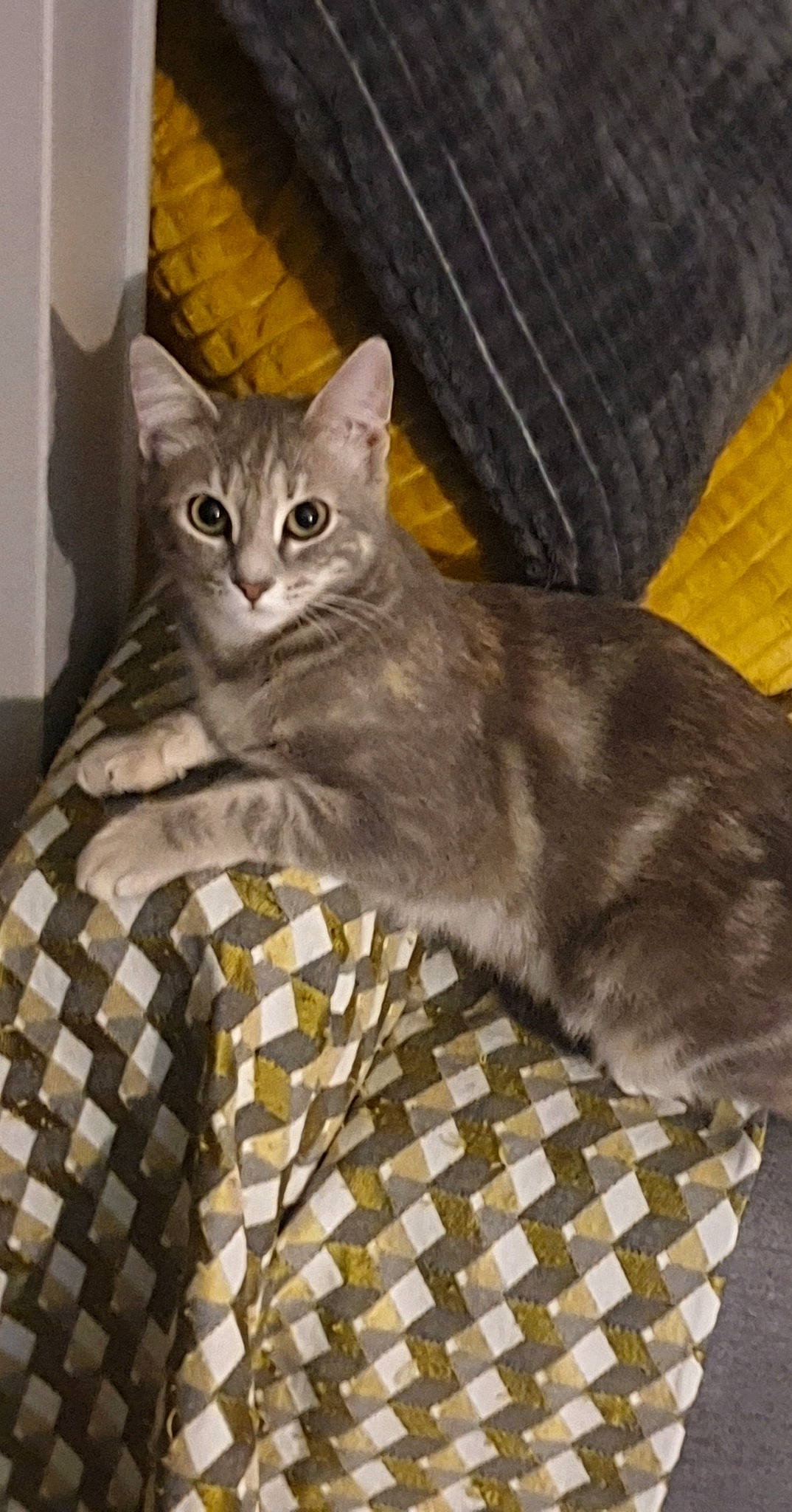 Jazz participe au concours pour gagner de l'argent avec cette photo : american_bobtail, american_shorthair, american_wirehair, arabian_mau, asian, australian_mist, carnivore, cat, chausie, domestic_short_haired_cat, european_shorthair, fawn, felidae, kitten, mammal, norwegian_forest_cat, small_to_medium_sized_cats, tabby_cat, vertebrate, whiskers