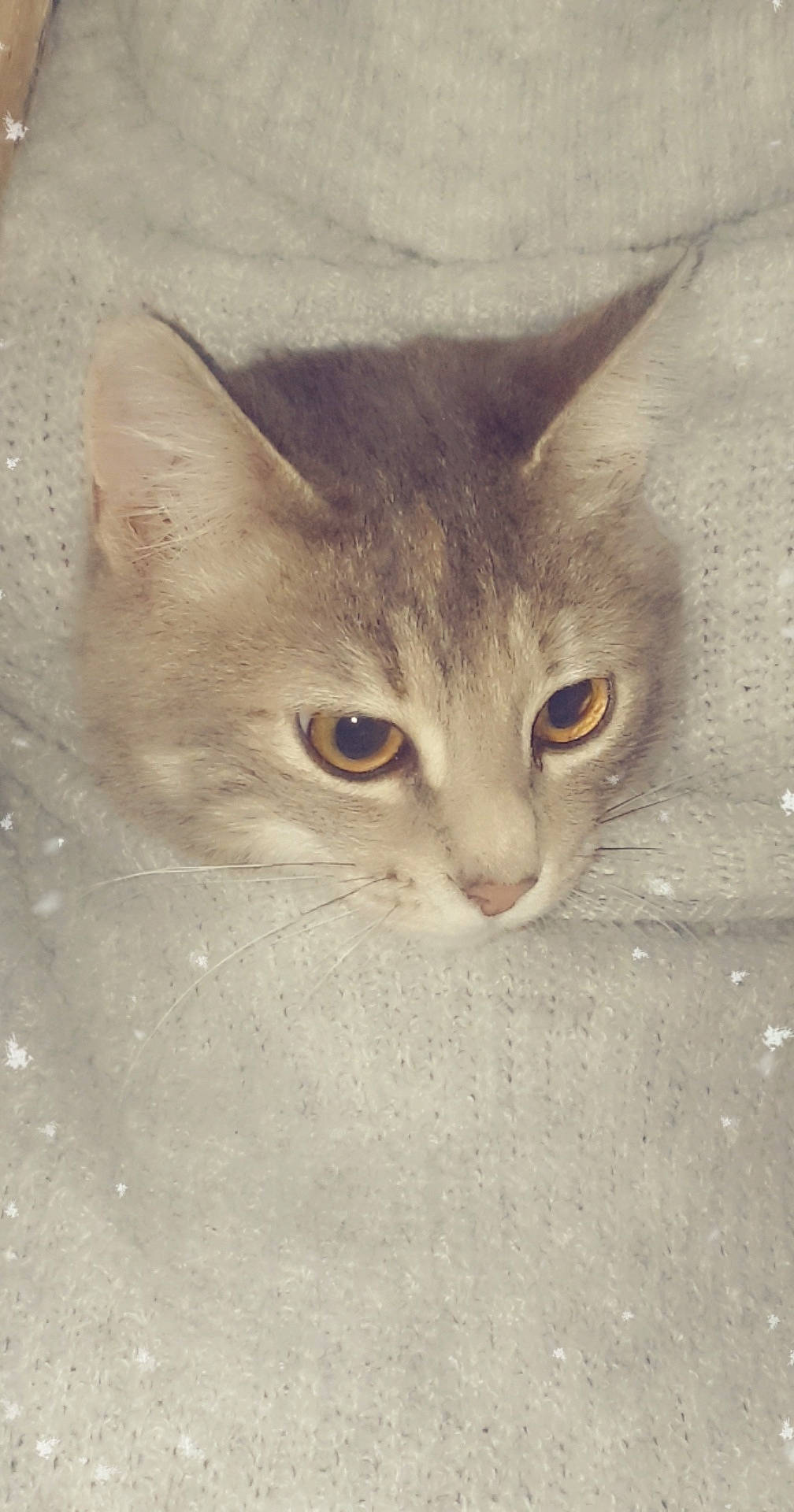 Jazz a rejoint le concours — aidez-le/la à gagner de superbes lots ! aegean_cat, arabian_mau, asian, burmilla, carnivore, cat, domestic_short_haired_cat, european_shorthair, eye, fawn, felidae, german_rex, kitten, mammal, ojos_azules, small_to_medium_sized_cats, tabby_cat, whiskers