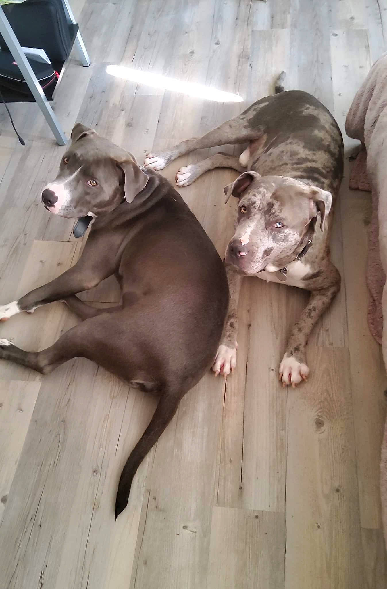 Morty joined the competition — help win amazing prizes! carnivore, dog, dog_breed, fawn, hardwood, liver, snout, sporting_group, terrestrial_animal, wood, working_animal