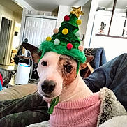Summer joined the competition — help win amazing prizes! animal, blanket, canine, christmas_tree_hat, companion, couch, cozy, cute, decor, dog, domestic_animal, festive, fur, holiday, home_interior, indoor, living_room, pet, pink_sweater, relaxed