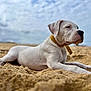 Aston a rejoint le concours — aidez-le/la à gagner de superbes lots ! dog, puppy, white_dog, yellow_collar, sand, beach, outdoor, lying_down, snout, close_up, cloudy_sky, pet, animal, cute, young_dog, relaxed, nature, summer, canine, portrait