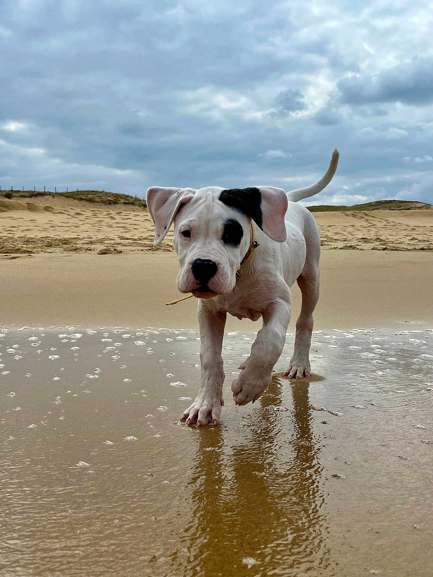 Aston a rejoint le concours — aidez-le/la à gagner de superbes lots ! puppy, dog, beach, sand, water, reflection, cloudy_sky, outdoor, animal, pet, walking, playful, young_dog, nature, shore, wet_sand, paw_prints, cute, collar, black_patch