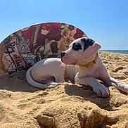 Aston participe au concours pour gagner de l'argent avec cette photo : puppy, dog, beach, sand, surfboard, sky, ocean, sunny, collar, relaxing, animal, outdoor, summer, cute, white, black_spots, lying_down, colorful, nature, daytime