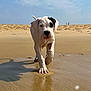 Aston participe au concours pour gagner de l'argent avec cette photo : puppy, dog, beach, sand, water, wet, shadow, sky, clouds, animal, canine, outdoor, playful, young, front_paw, snout, ear, reflection, nature, walking