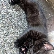 Brooklyn is registered to the contest to win money with this photo: black_cat, kitten, sleeping, paw_pads, fur, pet, animal, resting, floor, stone, texture, cute, cozy, small, domestic_cat, whiskers, ear, closeup, relaxing, indoor