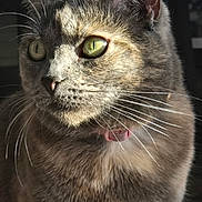 Jaspurr joined the competition — help win amazing prizes! cat, close_up, green_eyes, whiskers, fur, sunlight, portrait, animal, pet, feline, collar, domestic_cat, looking_away, soft_light, detailed, texture, indoor, cute, muzzle, ears