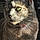 Jaspurr