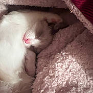 Smoky is registered to the contest to win money with this photo: cat, kitten, sleeping, blanket, pink, fur, paw, nose, cozy, indoor, close_up, portrait, pet, bedding, soft_texture, curled_up, whiskers, newborn, striped_fabric, sleeping_pose