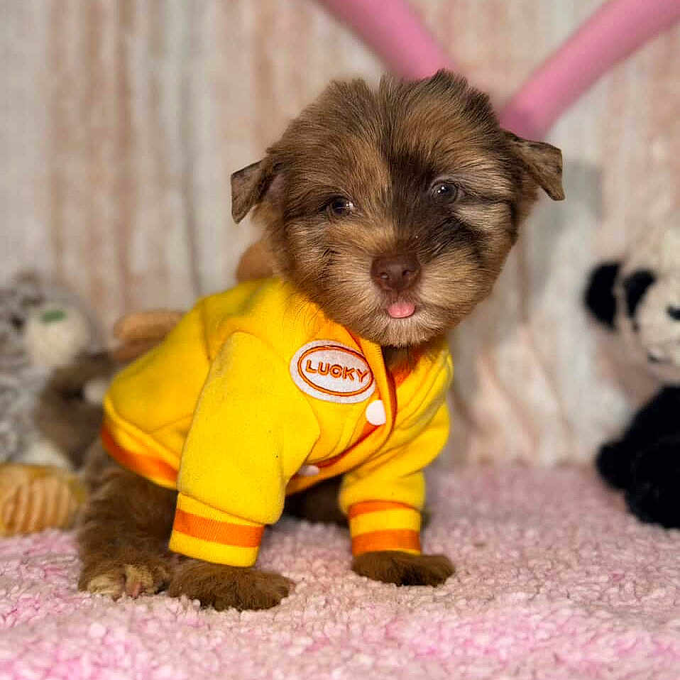 Simba is registered to the contest to win money with this photo: puppy, dog, yellow_jacket, pink_carpet, plush_toys, cute, tongue_out, fur, pet, indoor, soft_texture, small_dog, adorable, animal, mammal, young, cozy, warm_clothing, background_blur, home