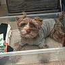 brown_dog, carpet, clothes, cozy, curious, cute, dog, domestic, drawer, fluffy, folded_clothes, furniture, home, indoor, looking_up, pet, plastic_bin, relaxed, small_dog, sweater