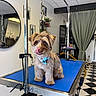 Simba is registered to the contest to win money with this photo: animal, bandana, blue_surface, checkered_floor, clean, curtain, cute, dog, furry, grooming_table, indoor, leash, metal_frame, mirror, pet_care, pet_grooming, small_dog, tongue_out, waiting, well_groomed