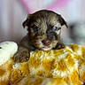 Simba joined the competition — help win amazing prizes! puppy, dog, cute, closeup, soft, plush, blanket, pet, fur, animal, young, face, nose, whiskers, indoor, cozy, small, adorable, sleepy, resting