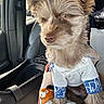 animal, blanket, blue_cuffs, car_interior, clothing, cute, dog, domestic_animal, fur, leather_seat, pet, plush_blanket, portrait, seat, seatbelt, sitting, small_dog, sunlight, white_shirt, window