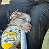 animal, car_interior, clothing, comfort, cozy, cute, dog, domestic_animal, furry, headrest, mammal, pet, relaxation, resting, seat, sleeping, sunlight, sweater, travel, window