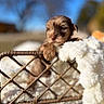 Simba is registered to the contest to win money with this photo: puppy, dog, wicker_basket, blanket, outdoor, soft, cute, fluffy, young_animal, pet, sunlight, closeup, shallow_depth_of_field, brown_fur, cozy, resting, adorable, furry, animal, nature