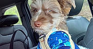 Simba joined the competition — help win amazing prizes! animal_clothing, backseat, blue_sweater, canine, car_interior, casual, cute, dinosaur_pattern, dog, domestic_animal, fluffy_dog, greenery, indoor, leather_seat, looking_away, pet, seatbelt, transportation, travel, window