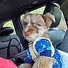 animal_clothing, backseat, blue_sweater, canine, car_interior, casual, cute, dinosaur_pattern, dog, domestic_animal, fluffy_dog, greenery, indoor, leather_seat, looking_away, pet, seatbelt, transportation, travel, window