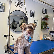 Simba is registered to the contest to win money with this photo: animal, bandana, blue, cute, decor, dog, fur, grooming_table, grooming_tools, indoor, leash, mirror, pet, plant, room, shelf, small_dog, table, tongue_out, wall_art