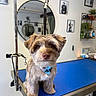 Simba is registered to the contest to win money with this photo: animal, bandana, blue, brown_fur, cute, dog, fur, grooming_table, indoor, leash, mirror, pet_care, pet_grooming, pet_shop, plants, portrait, shelf, small_dog, wall_art, well_groomed