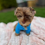 Simba joined the competition — help win amazing prizes! dog, puppy, blue_clothing, blanket, outdoor, grass, pet, cute, fur, small_dog, young_dog, portrait, animal, canine, fluffy, brown_fur, nose, ears, sitting, focus