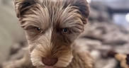 Simba is registered to the contest to win money with this photo: dog, tongue, fluffy, pet, cute, animal, indoor, blanket, cozy, fur, resting, playful, closeup, face, brown, ears, snout, soft, home, companion